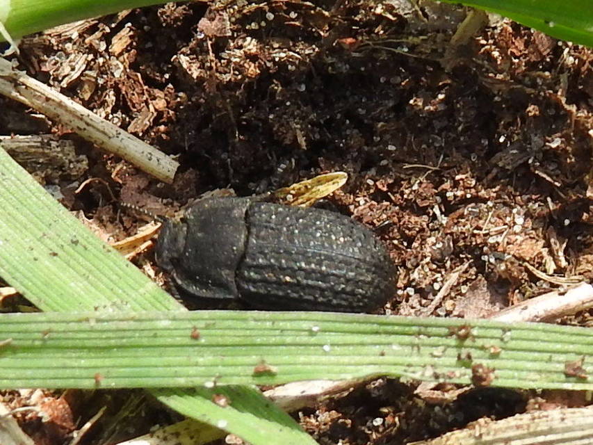 Opatrum sabulosum - sároshátú gyászbogár