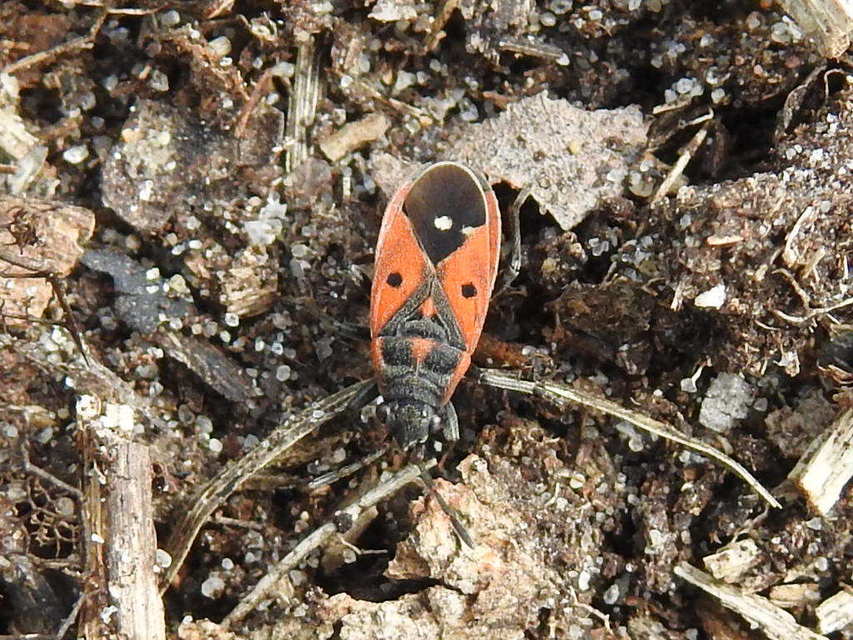 Melanocoryphus tristrami