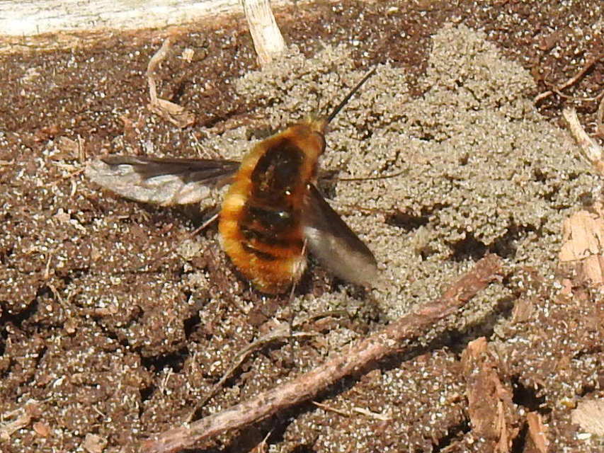 Bombylius major - szegélyes pöszörlégy