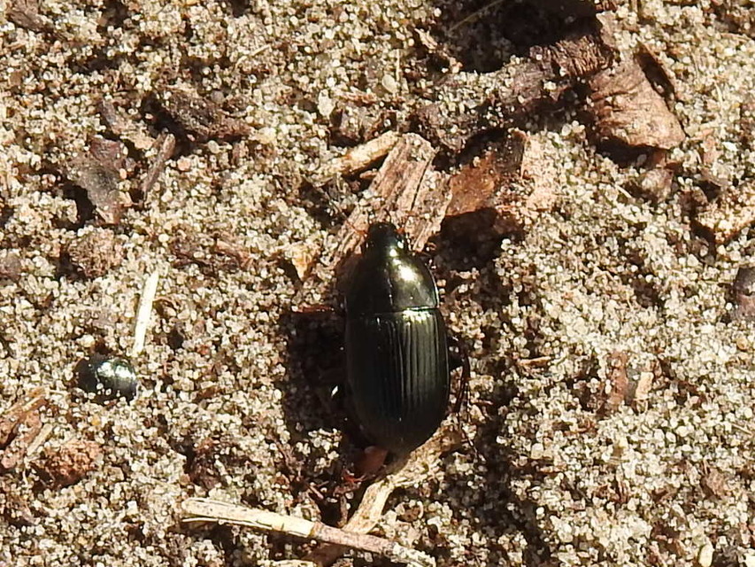 Amara similata - gyakori közfutó Amara similata - gyakori közfutó