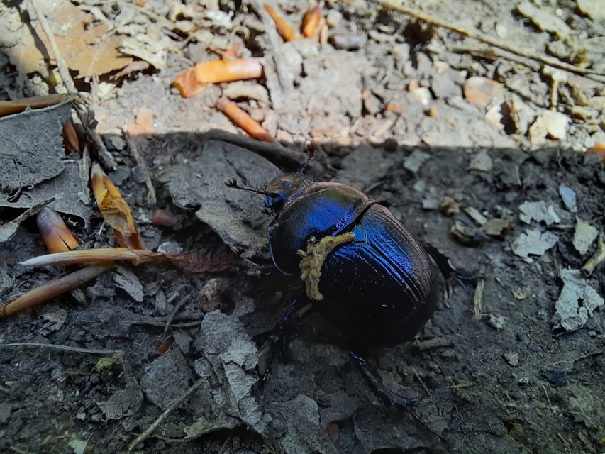 Anoplotrupes stercorosus - erdei álganéjtúró