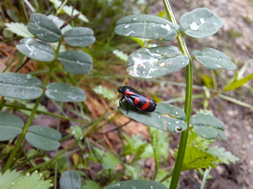 Cercopis arcuata/sanguinolenta