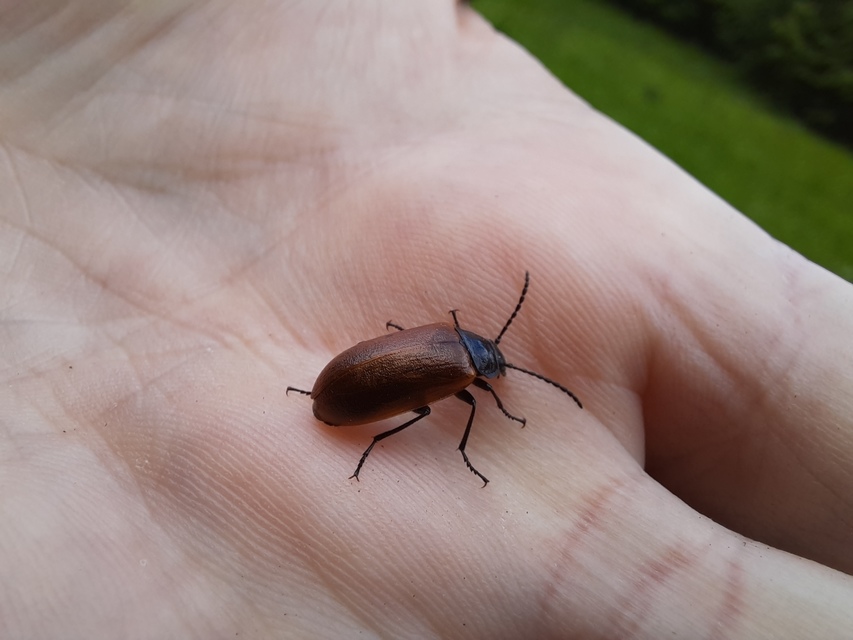 Omophlus proteus - közönséges pejbogár Omophlus proteus - közönséges pejbogár