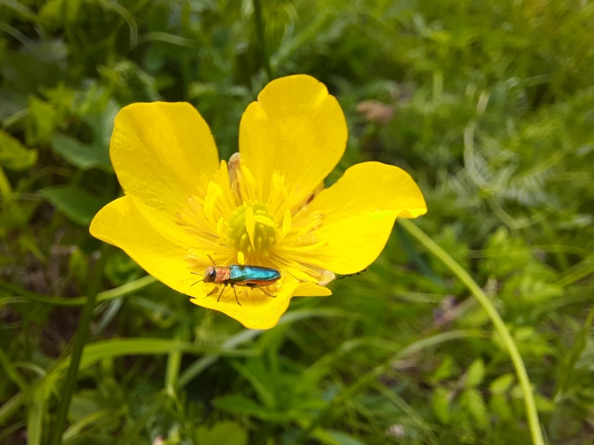 Anthaxia nitidula - ragyogó virágdíszbogár