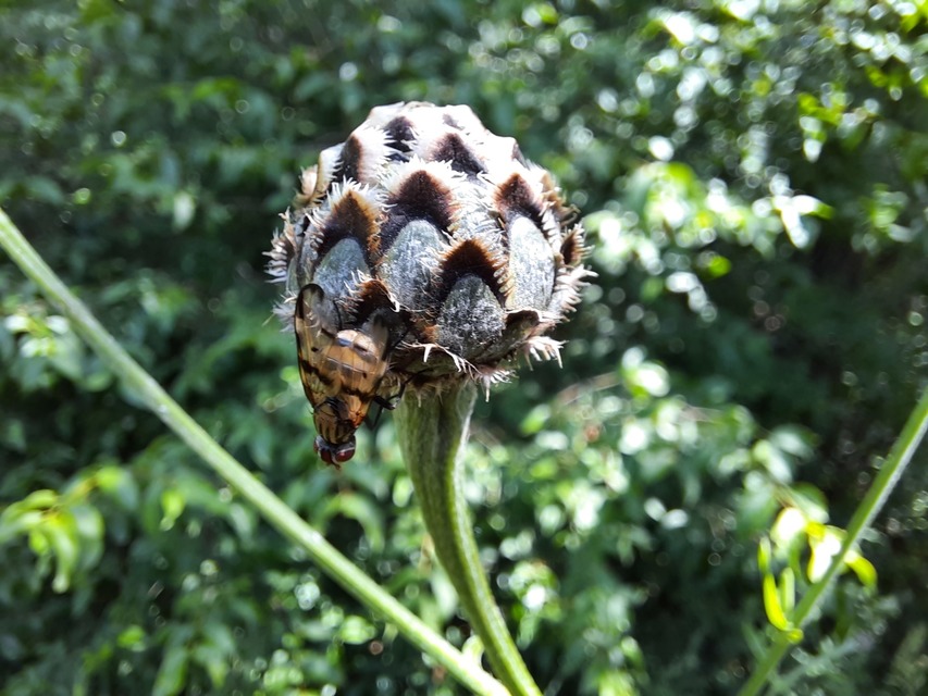 Otites formosa