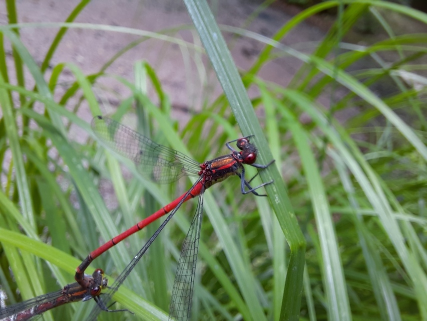 Pyrrhosoma nymphula interposita - vörös légivadász