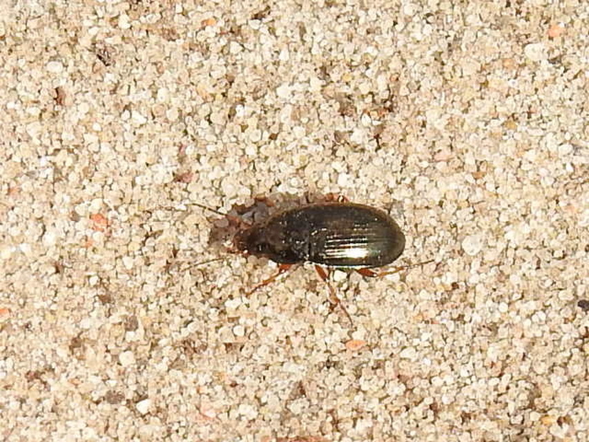 Amara anthobia - réti közfutó Amara anthobia - réti közfutó