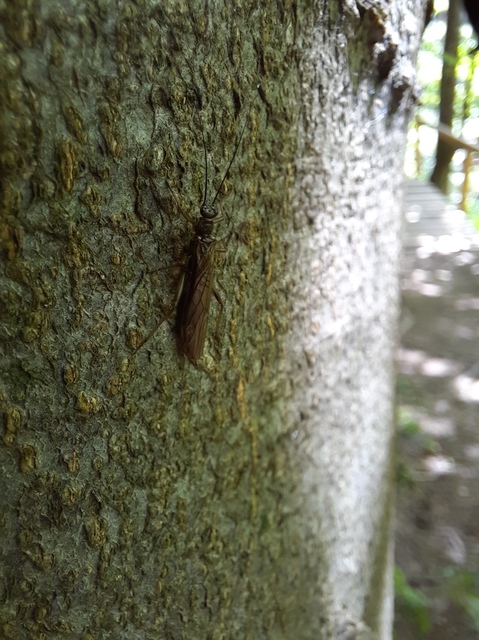 Plecoptera - Álkérészek