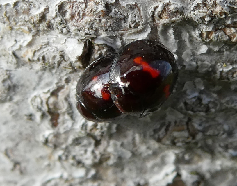 Chilocorus bipustulatus - szalagos szerecsenkata