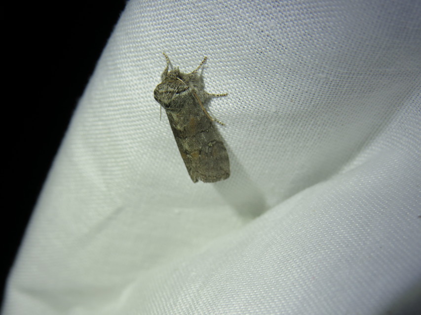 Asphalia ruficollis - vörösnyakú pihésszövő