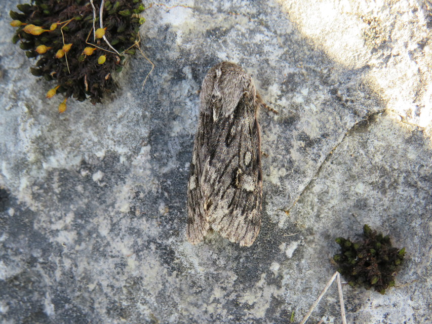Brachionycha nubeculosa - zömök fésűsbagoly