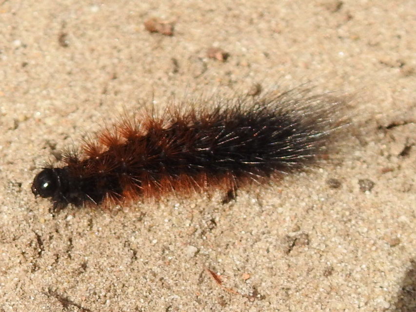 Hyphoraia aulica - barna medvelepke