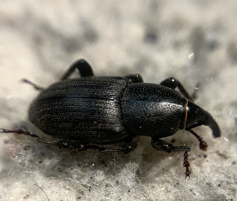 Sphenophorus striatopunctatus - mezei zsuzsok
