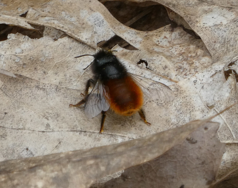 Osmia cornuta - szarvas faliméh