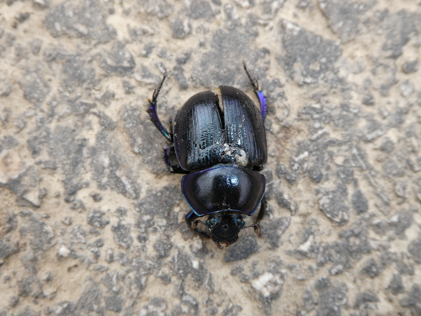 Anoplotrupes stercorosus - erdei álganéjtúró