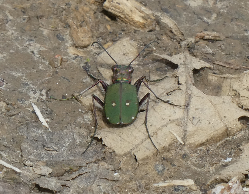 Cicindela campestris - mezei homokfutrinka