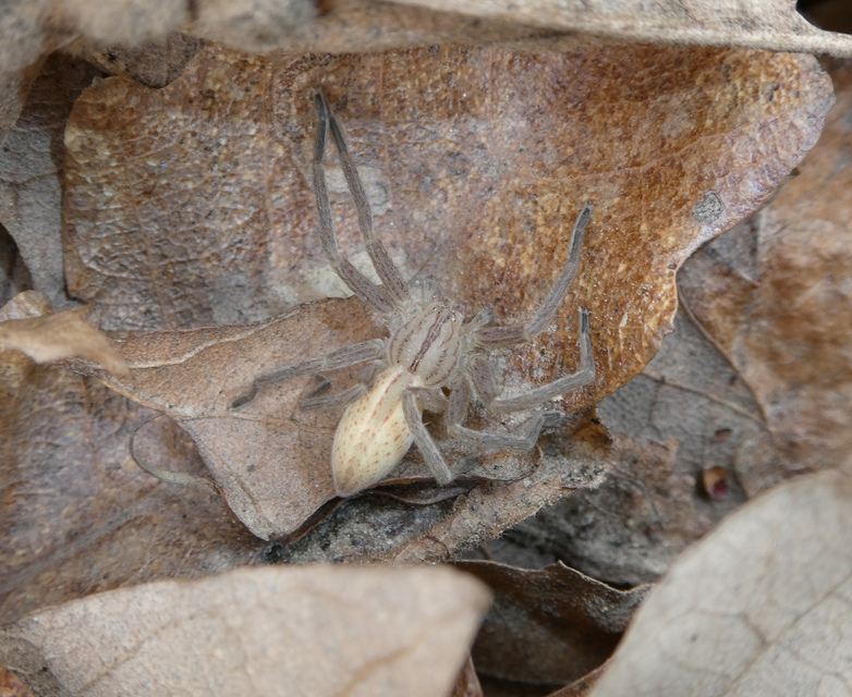 Micrommata virescens - hunyópók