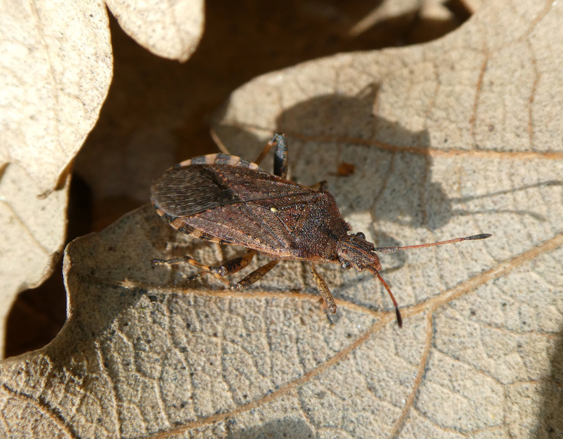 Ceraleptus gracilicornis - tüskéslábú karimáspoloska