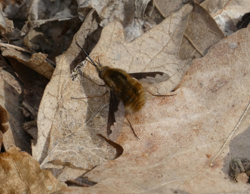 Bombylius major - szegélyes pöszörlégy