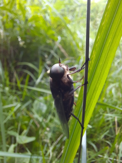 Tabanidae - böglyök