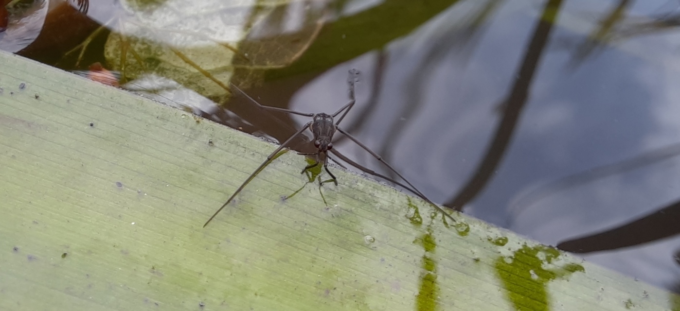 Gerridae - molnárpoloskák