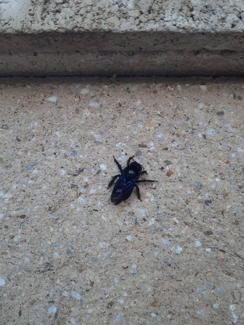 Xylocopa
