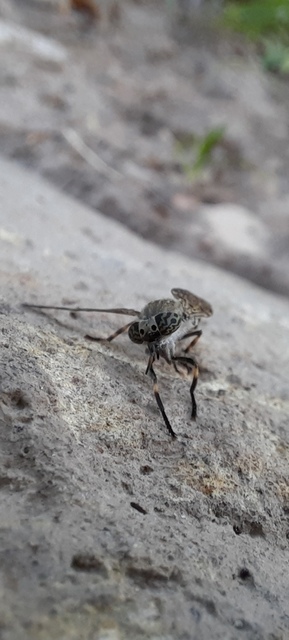 Haematopota