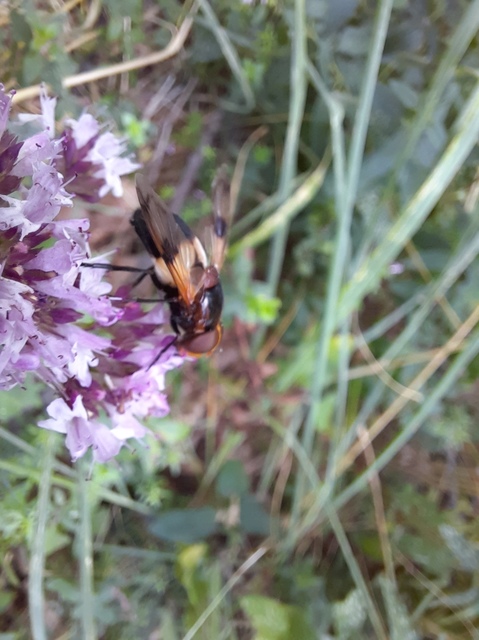 Volucella pellucens - üvegpotrohú pihelégy