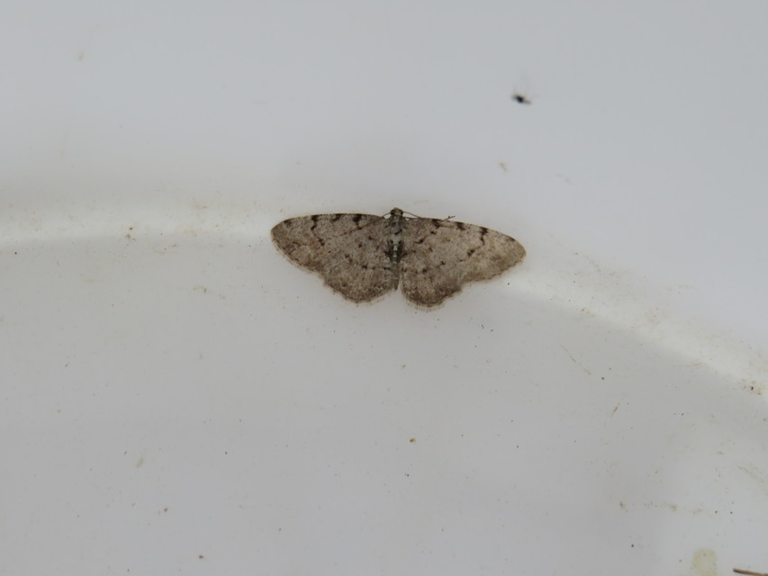 Aethalura punctulata - szürke égeraraszoló