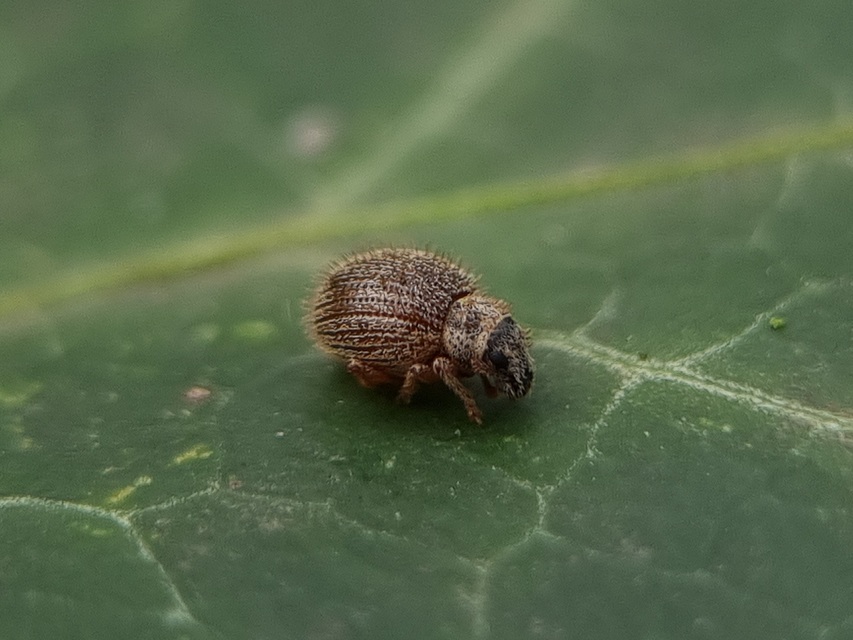 Brachysomus echinatus - tüskés gyepormányos