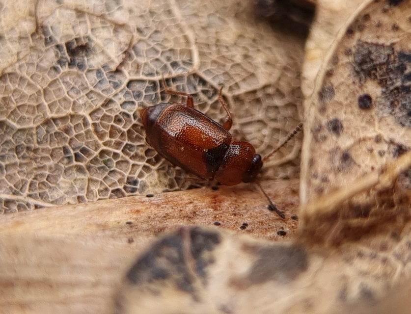 Anthobium atrocephalum - feketésfejű felemásholyva