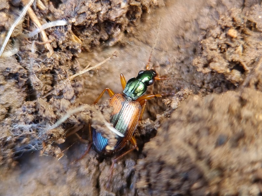 Anchomenus dorsalis - hátfoltos kisfutó
