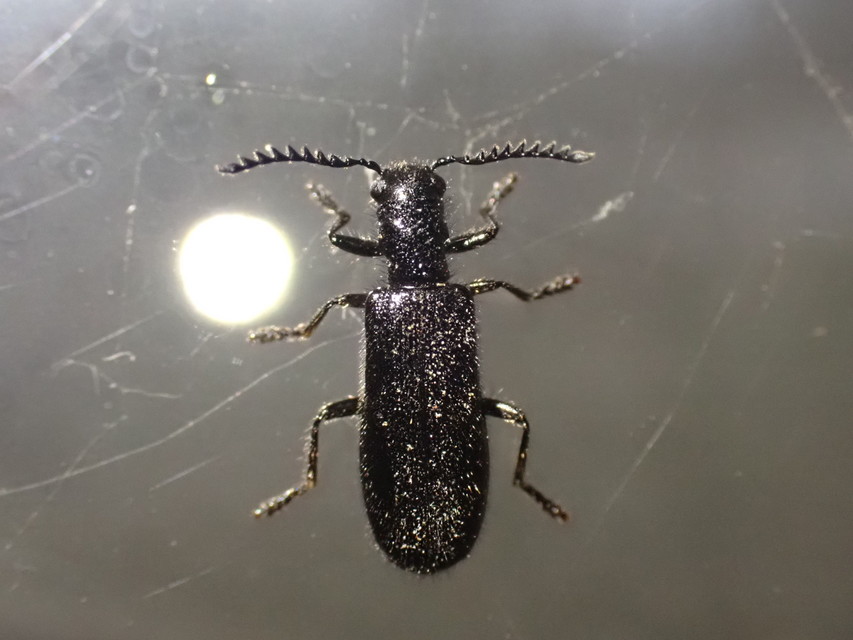 Tillus elongatus - fekete szúfarkas