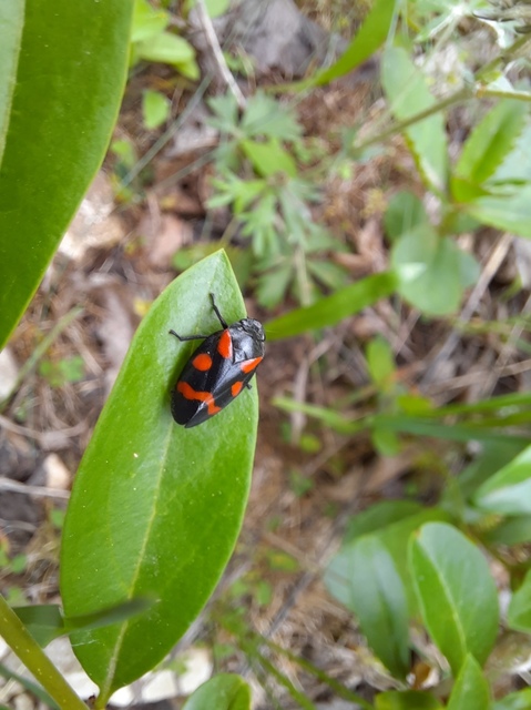 Cercopis arcuata/sanguinolenta