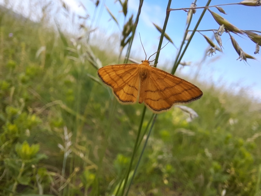 Idaea aureolaria - aranyos sávosaraszoló