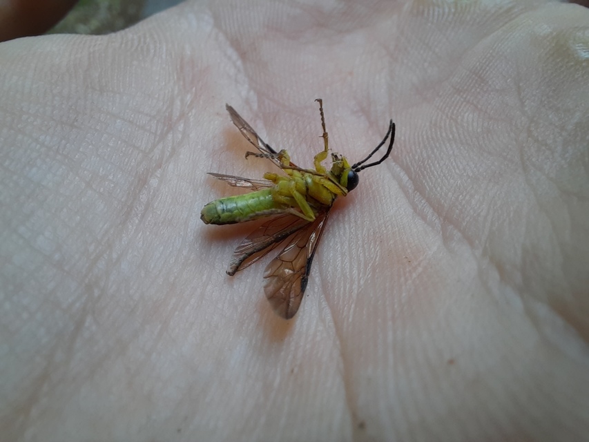 Rhogogaster chlorosoma - aranyszemű ékesdarázs