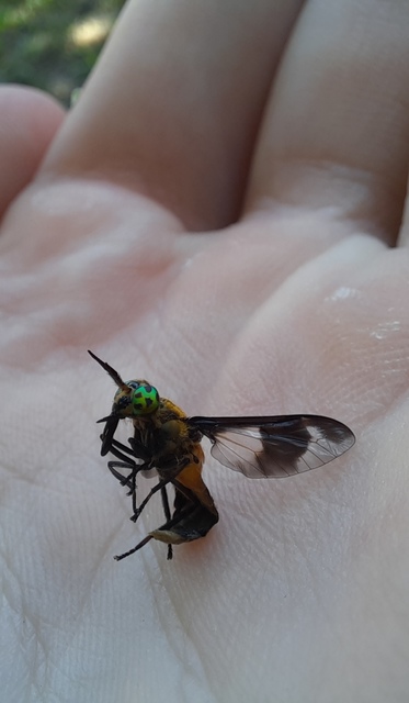 Chrysops