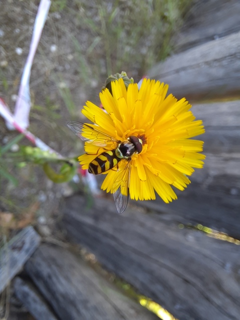 Dasysyrphus albostriatus - csíkoshátú erdeilégy