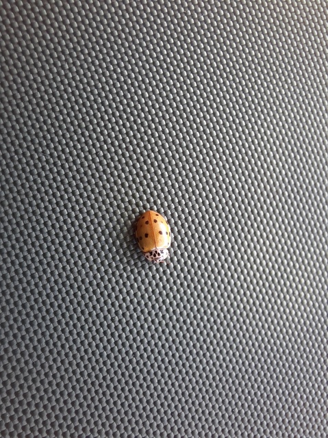 Harmonia quadripunctata - négypettyes katica