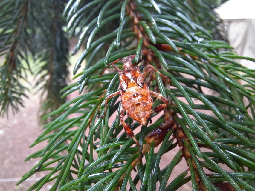 Leptoglossus occidentalis - nyugati levéllábú poloska Leptoglossus occidentalis - nyugati levéllábú poloska