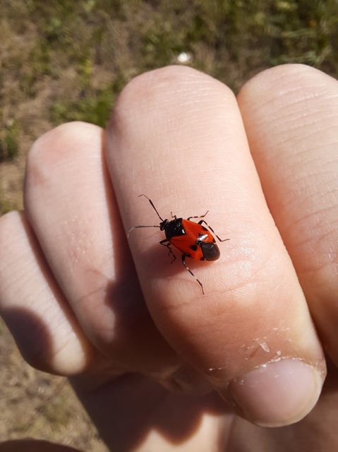 Deraeocoris rutilus - cinóber mezeipoloska