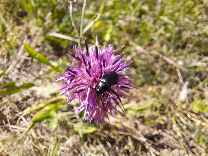 Podonta nigrita - szerecsenbogár