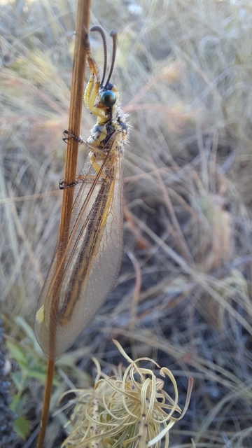Myrmecaelurus trigrammus - hangyafarkas