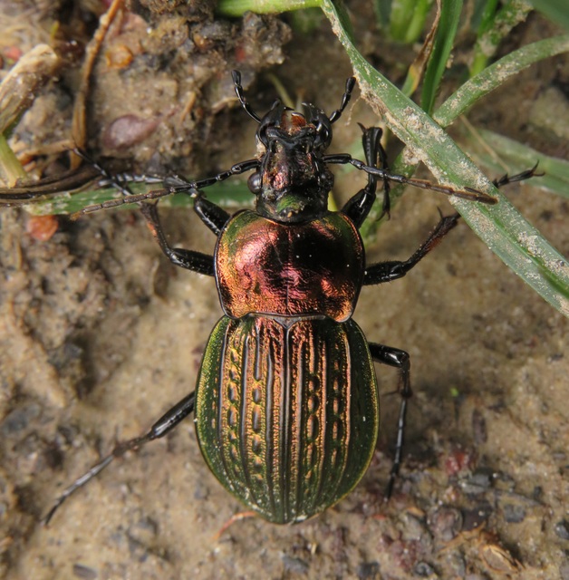 Carabus ulrichii - rezes futrinka
