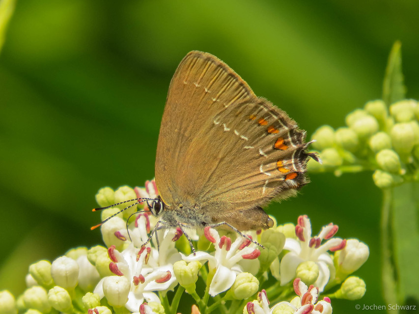 Satyrium ilicis - tölgyfa-csücsköslepke