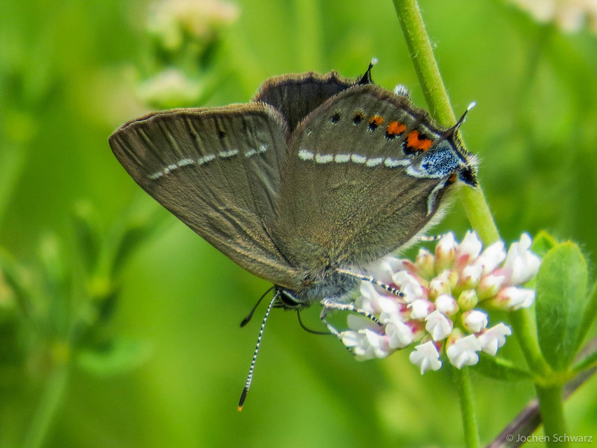 Satyrium spini - kökény-csücsköslepke