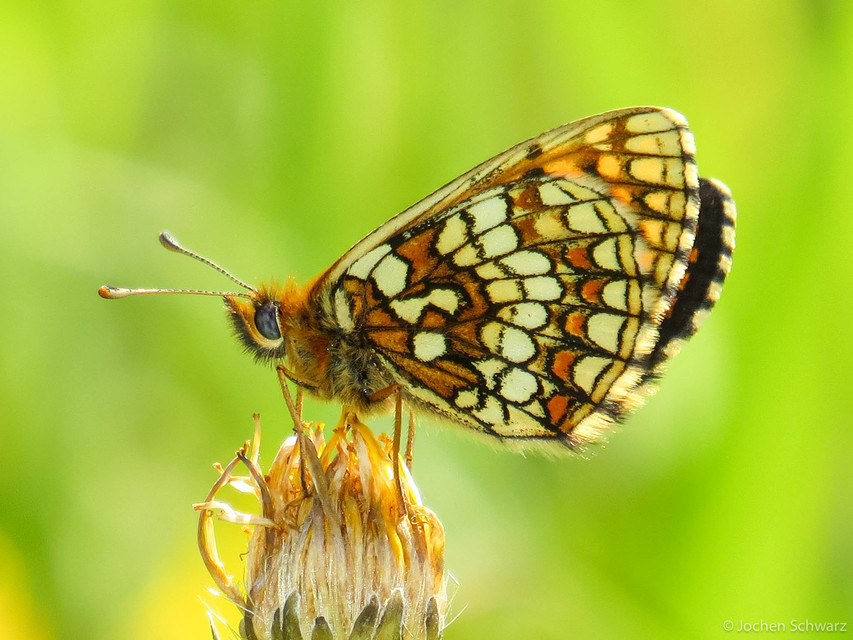 Melitaea aurelia - recés tarkalepke