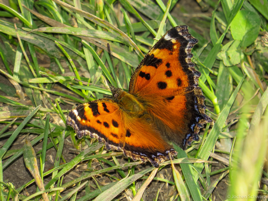 Nymphalis xanthomelas - vörös rókalepke