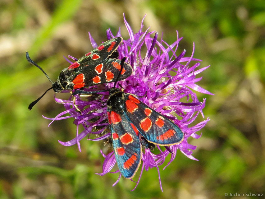 Zygaena carniolica - fehérgyűrűs csüngőlepke
