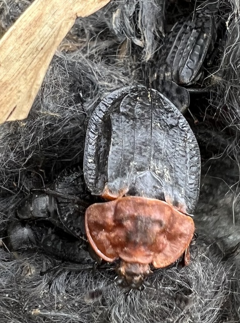 Oiceoptoma thoracicum - vörösnyakú dögbogár